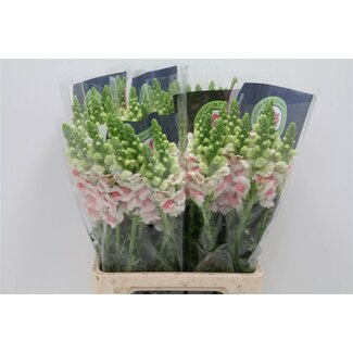 Freshy Antirrhinum Poto. Plumblossom 70cm