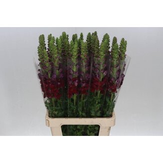 Freshy Antirrhinum Poto. Red 70cm