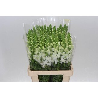 Freshy Antirrhinum Poto. White 70cm