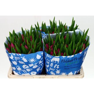 Freshy Tulp enkel Pink Ardour