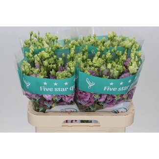 Freshy Eustoma Gevuld Julius Grape