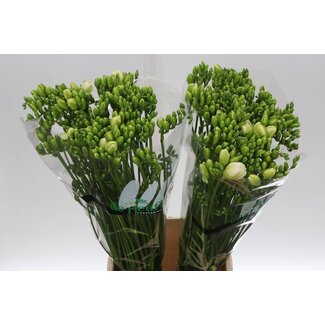 Freshy Freesia dubbel Versailles