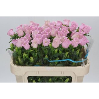 Freshy Campanula M Cam Pearl Pink