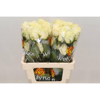 Freshy R Eq Creme De La Creme