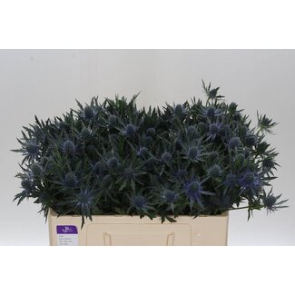 Freshy Eryngium Orion Qstar
