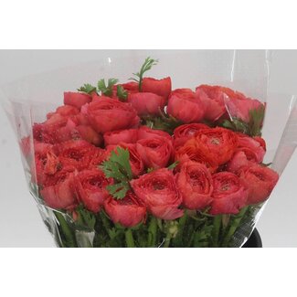 Freshy Ranunculus Cloony Xxl x25 Fragolino