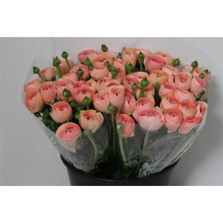 Freshy Ranunculus Cloony Xxl x25 Grandpastel