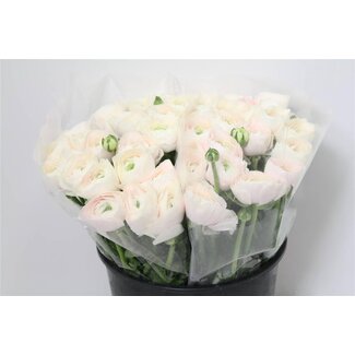 Freshy Ranunculus Cloony Xxl x25 Hanoi