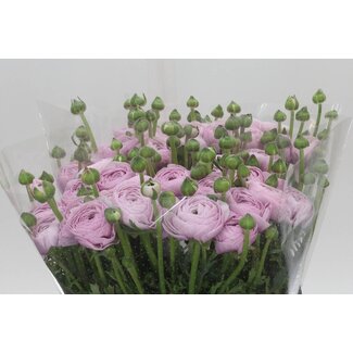 Freshy Ranunculus Cloony Xxl x25 Nebbia