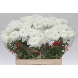 Freshy Ranunculus Cloony L X10 Cloud