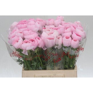 Freshy Ranunculus Cloony L X10 Lady