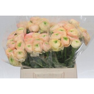 Freshy Ranunculus Cloony L X10 Tuareg