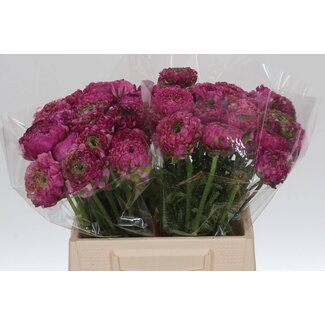 Freshy Ranunculus Ponpon L x25 Fanny