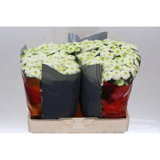 Freshy Chrysant santini Maverick White X L