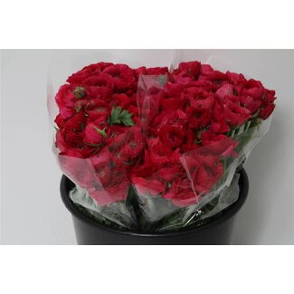 Freshy Ranunculus Eleg X50 Cerise