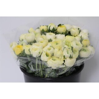 Freshy Ranunculus Eleg X50 Creme