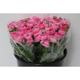 Freshy Ranunculus Eleg X50 Pink