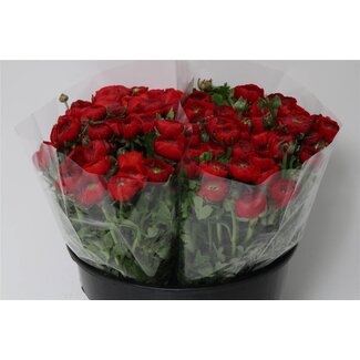Freshy Ranunculus Eleg X50 Red