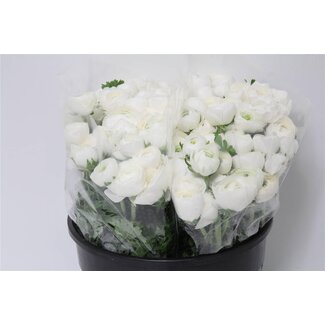 Freshy Ranunculus Eleg X50 White