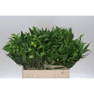 Freshy Alst.kort Virginia