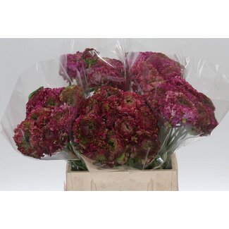 Freshy Ranunculus Cloony L X10 Antoine