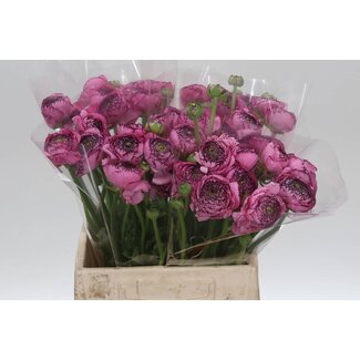 Freshy Ranunculus Cloony L X10 Cappuchino