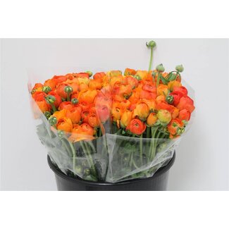 Freshy Ranunculus Eleg X50 Salmon