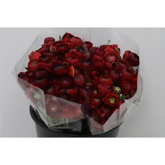 Freshy Ranunculus Eleg X50 Violet