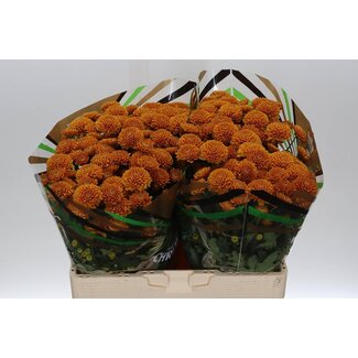 Freshy Chrysant santini Ellison Orange X L