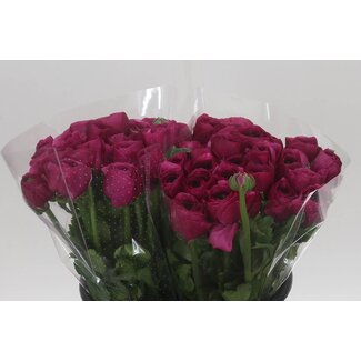 Freshy Ranunculus Cloony Xxl x25 Cherry