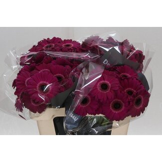 Freshy Germini. Aqua Platini x20