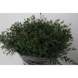 Freshy Eucalyptus Parvi 400gr (p. bos)