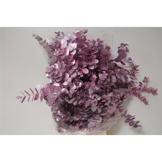 Freshy Eucalyptus Cinerea Col Pink 200gr (p. bos)