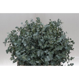 Freshy Eucalyptus Gunny 150gr Short (p. bos)