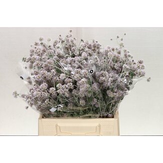 Freshy Ptilotus Exaltatus 30cm