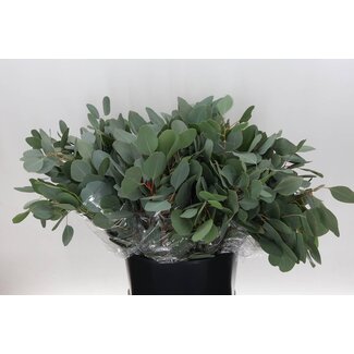 Freshy Eucalyptus Populus Blad 150gr Short (p. bos)