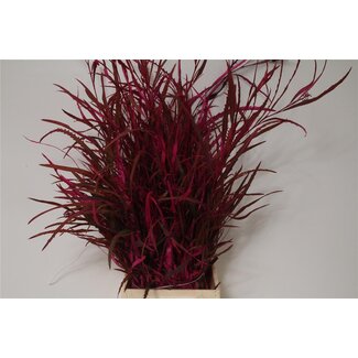 Freshy Grevillea Col Cerise Short (p. bos)