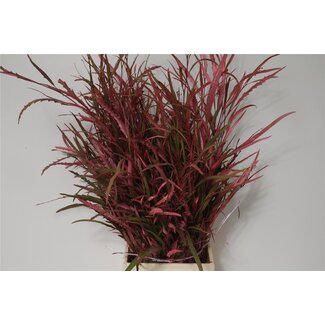 Freshy Grevillea Col Pink Short (p. bos)