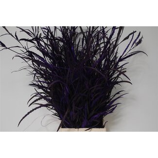 Freshy Grevillea | Kleur: Kleurbehandeld Paars | Gewicht 200 gram per bos | Per 5 bossen