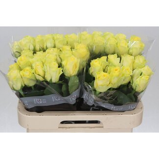 Freshy R Eq Minion Rose