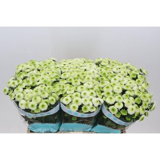 Freshy Chrysant santini Maverick White