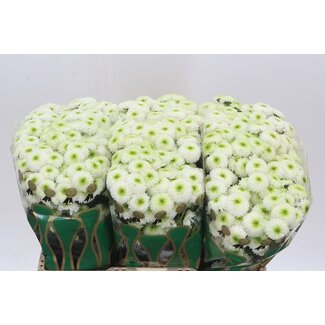 Freshy Chrysant santini Ferry