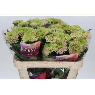 Freshy Chrysant deco Ross Charlotte