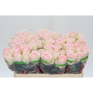 Freshy Rosa Revival Sweet