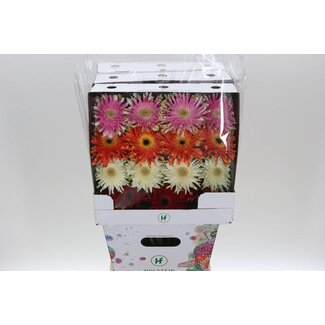 Freshy Ge Aqua .racket Gr Pasta Mix