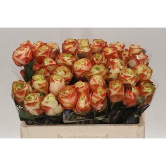 Freshy Rosa Karma-bb