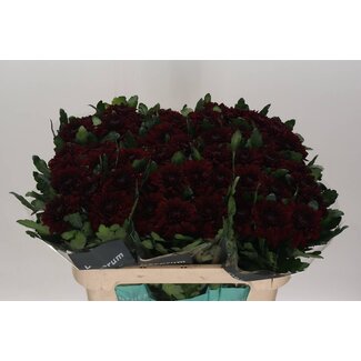 Freshy Chrysant deco Pip Red