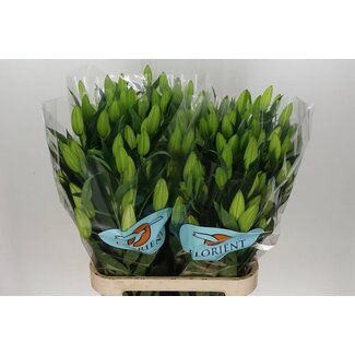 Freshy Lelie Oriental Aqua Pacific Ocean