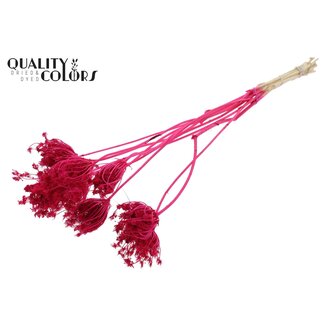 QC Dried Bleached Ammi Majus | Colour: Cherry-coloured | Queen Anne's Lace Dried Flowers | Diameter ± 2 - 4 centimetres | Length ± 50 centimetres | 10 per bunch
