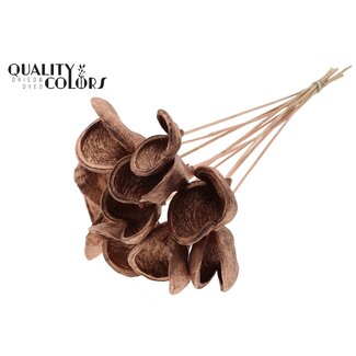 QC Almond on stem | Colour: Copper-coloured | Length of stem approximately 50 centimetres | 10 stems per bunch | Per bunch